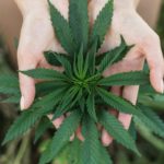 <b>Acciones de Cannabis: Las 10 Mejores Acciones de Marihuana en Abril</b>